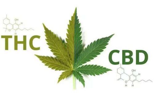 آخرین اخبار شرکت در مورد بنابراین در مورد کنف و CBD در چین چطور؟